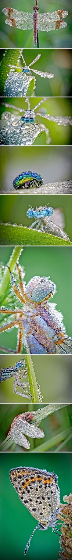 multiple images of water and plants in different stages of life, with the reflection of them on the surface