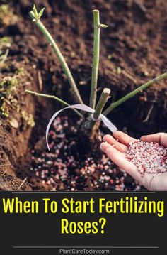 someone is holding some seed in their hand with the words when to start fertiting roses?