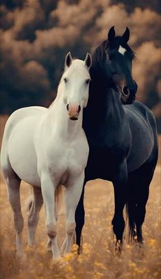 two black and white horses standing next to each other in a field with yellow flowers