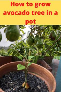 an avocado tree in a pot with text overlay that reads how to grow avocado tree in a pot