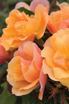 several orange and pink roses are blooming together