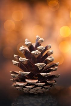 a pine cone sitting on top of a table