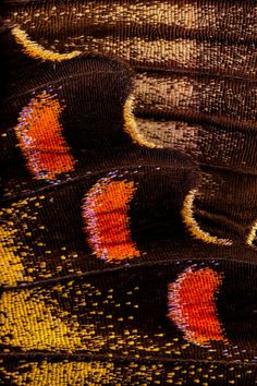 an image of the back end of a butterfly's wing