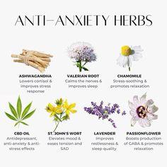 Anti-Anxiety Herbs Herbal Plants Medicine, Lifestyle Medicine, Cellular Health, Herbal Medicine Recipes, Plant Medicine