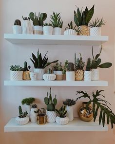 a shelf filled with lots of potted plants on top of white shelves next to each other