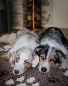 two dogs laying on the floor next to each other