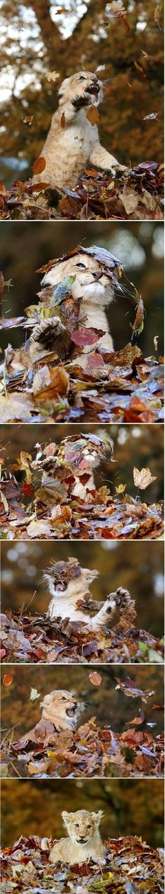 leaves floating on the surface of water and in it's reflection is an image of autumn