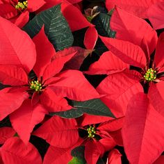 red poinsettia flowers with green leaves in the foreground