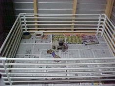 a small dog sitting in a metal cage on top of newspapers and papers next to it's owner