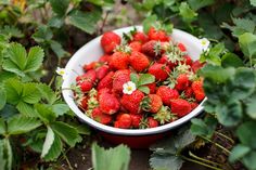 a bowl full of strawberries on the ground