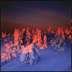 the snow covered trees are lit up by the sun's setting in the distance