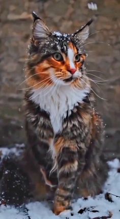 a cat standing in the snow with its eyes open and it's face slightly closed