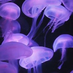 purple jellyfish floating in the water at night