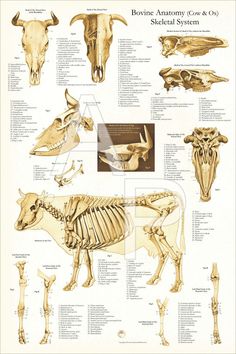 an animal skeleton diagram with all the different bones and their corresponding skeletal parts in it