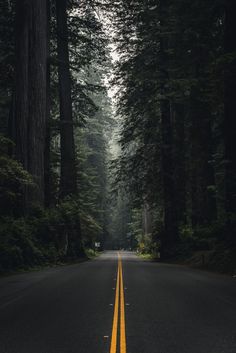 an empty road surrounded by tall trees in the middle of the forest with yellow lines painted on it