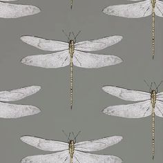 four dragonflies are shown on a gray background