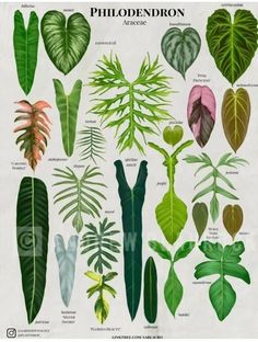 an illustration of different types of plants and their leaves, from the book'plant identification guide