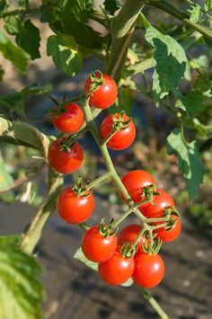 Tomato Blight, Tanaman Tomat, Growing Tomatoes In Containers, Small Pots, Open Flower, Tortellini Soup, Red Currant, New Fruit, Cherry Tomato