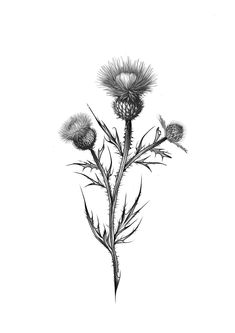 Scottish Thistle Drawing, Heather Drawing, Thistle Drawing, Scottish Thistle Art, Thistles Art, Thistle Flower