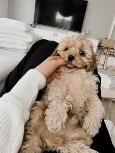 a person holding a small dog in their lap