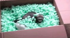 an animal in a box that is filled with green stuff