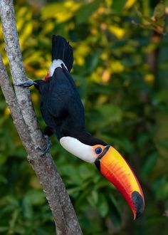 a toucan sitting on top of a tree branch with a large colorful beak