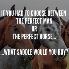 three horses standing next to each other with the words if you had to choose between the perfect man or the perfect horse