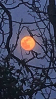 the full moon is seen through some branches