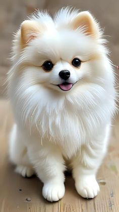 a small white dog sitting on top of a wooden floor next to a pink flower