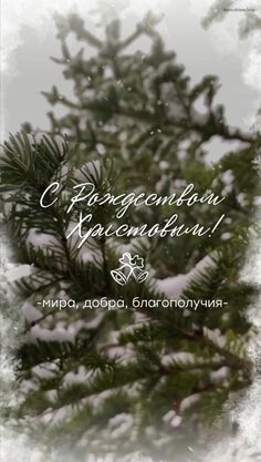 a pine tree covered in snow with the words congratulations