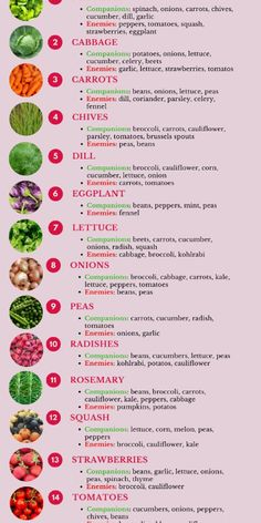 an info sheet with different types of vegetables and their names in red, green, white and