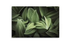 an image of green leaves in the dark night sky canvas wall art print on white background