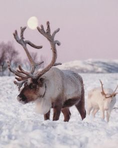 two animals are walking in the snow with their backs turned to the opposite direction and one is looking at the camera