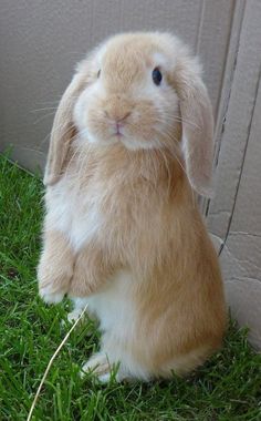 a brown and white rabbit sitting on top of green grass next to a wall,