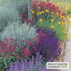 an assortment of colorful flowers in a garden