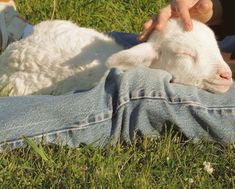 a person petting a baby goat laying on top of a grass covered field next to a white dog