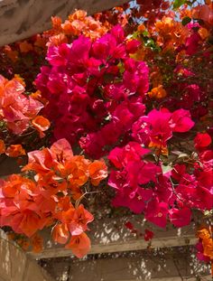 red and orange flowers growing on the side of a building