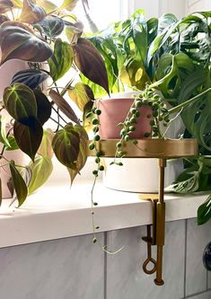 some plants are sitting on a shelf in front of a window sill with a potted plant next to it