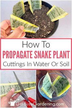 how to propagate snake plant cuttings in water or soil with text overlay