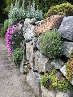 a rock wall with purple flowers growing on it