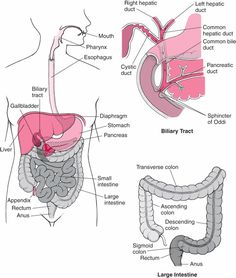 the anatomy of the human body and its major organs, including the liver, stomach, bile