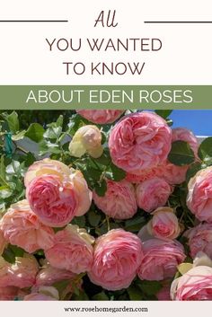 pink flowers with the words all you wanted to know about eden roses