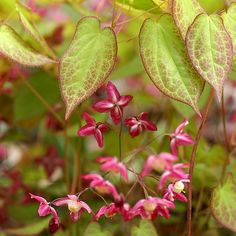 some pink flowers and green leaves in the sun