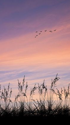 the birds are flying high up in the sky at sunset or dawn, with long grass silhouetted against it