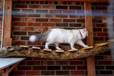 a white cat walking across a piece of wood on top of a tree branch in front of a brick wall