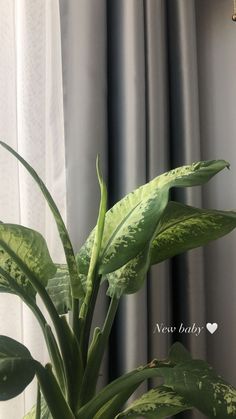 a close up of a plant with green leaves in front of a curtained window