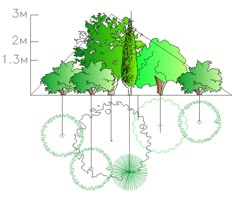 the diagram shows how trees are growing in different stages