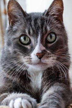 a gray and white cat laying on top of a bed