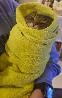 a cat wrapped in a towel with its eyes closed