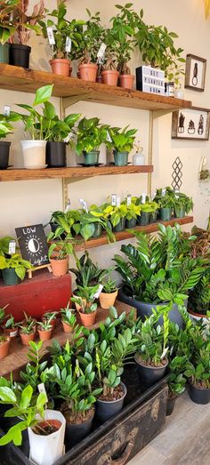 many potted plants on shelves in a room